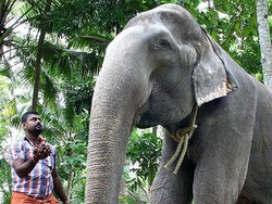 Gajah Nenek di India Mati dalam Usia 88 Tahun