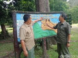 Cerita Letusan Galunggung Musnahkan Banteng di Hutan Pangandaran