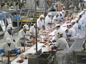 Kerja Keras Anak-anak Muda Indonesia di Pabrik Daging Australia Kerja Keras Anak-anak Muda Indonesia di Pabrik Daging Australia