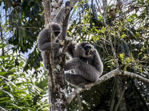 8 Hewan Paling Setia di Dunia, Tidak Ada Buaya! 8 Hewan Paling Setia di Dunia, Tidak Ada Buaya!