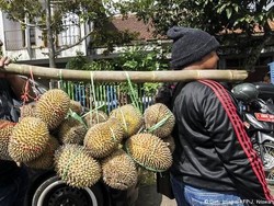 Demam Durian di China Percepat Deforestasi di Malaysia, Kok Bisa?