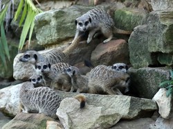 10 Hewan yang Punya Tingkah Mirip Manusia, Bisa Peduli hingga Cemburuan