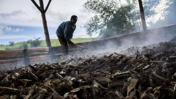 Wow! Gaplek Singkong Sukabumi Tembus Pasar China