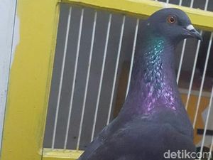Cerita di Balik Sayembara Cari Burung Hilang Berhadiah Rp 30 Juta Cerita di Balik Sayembara Cari Burung Hilang Berhadiah Rp 30 Juta