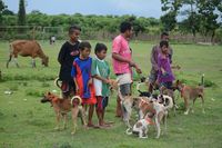 Diskeswan mencatat populasi anjing di Dompu ada seribuan