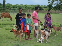 Kendalikan KLB Rabies di NTB, Anjing Warga Divaksin Ramai-ramai