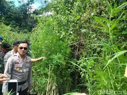 Tanam Ganja di Lahan Seluas 1 Hektare, 3 Petani Sumsel Ditangkap