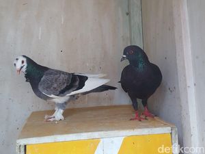 Merpati Milik Warga Dieng yang Disayembarakan Akhirnya Ditemukan Merpati Milik Warga Dieng yang Disayembarakan Akhirnya Ditemukan