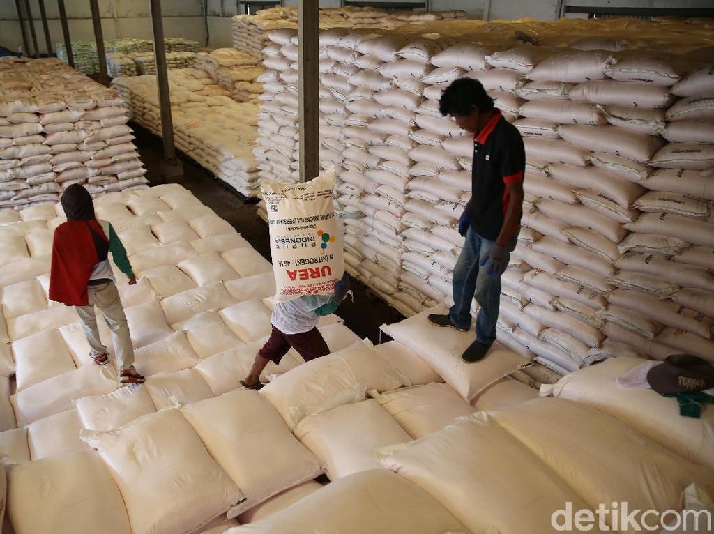 Jelang Musim Tanam, Pasokan Pupuk Disiapkan 4 Kali Lipat Jelang Musim Tanam, Pasokan Pupuk Disiapkan 4 Kali Lipat