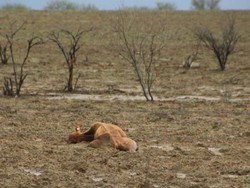 Banjir di Australia Tewaskan Ratusan Ribu Ekor Sapi