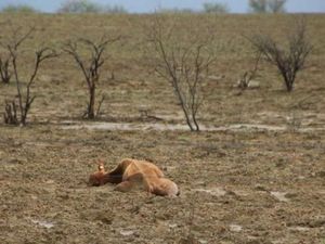 Banjir di Australia Tewaskan Ratusan Ribu Ekor Sapi Banjir di Australia Tewaskan Ratusan Ribu Ekor Sapi