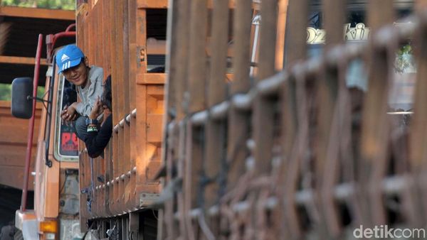 Aksi Nekat Menumpang Truk Lintas Pantura