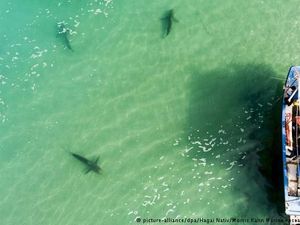 Ikan Hiu Mendadak Ramai-ramai Datang ke Pantai Israel, Mengapa?