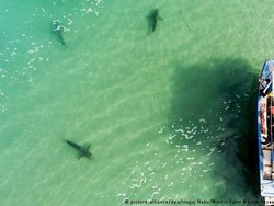 Ikan Hiu Mendadak Ramai-ramai Datang ke Pantai Israel, Mengapa?