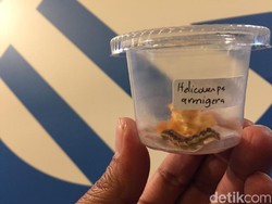 Waspada! Hama Ulat Fall Armyworm Asal AS Siap Serang Indonesia