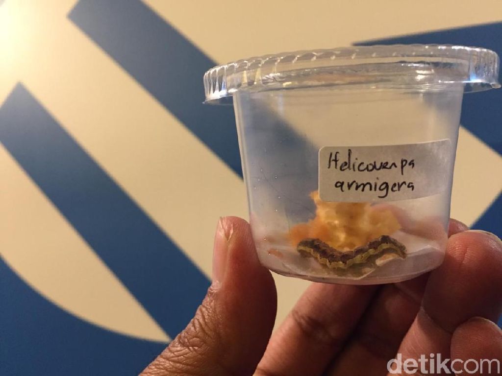 Waspada! Hama Ulat Fall Armyworm Asal AS Siap Serang Indonesia Waspada! Hama Ulat Fall Armyworm Asal AS Siap Serang Indonesia
