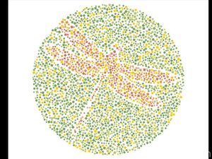 Buktikan Ketajaman Saraf Mata, Temukan 10 Hewan Tersembunyi