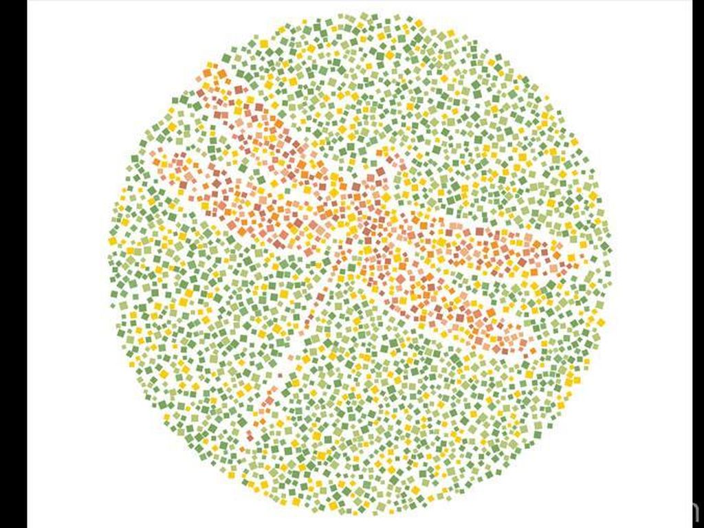 Buktikan Ketajaman Saraf Mata, Temukan 10 Hewan Tersembunyi Buktikan Ketajaman Saraf Mata, Temukan 10 Hewan Tersembunyi