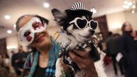 Gaya Modis Anjing Hingga Kuda Poni di Peragaan Busana Hewan