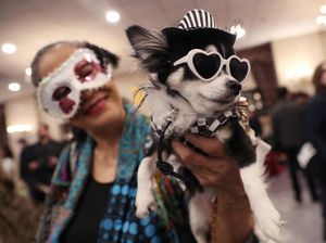 Gaya Modis Anjing Hingga Kuda Poni di Peragaan Busana Hewan