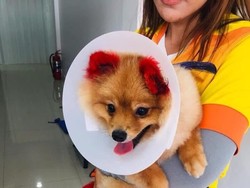 Diwarnai Pink, Kuping Anjing Ini Alergi Sampai Lepas Dari Kepala