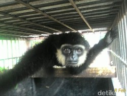 Kera Ungko Serang Bocah di Riau