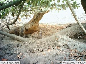 Cerita Suku Komodo dan Keseharian Warga di Pulau Rinca