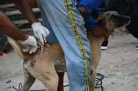 Vaksinasi rabies di Dompu, NTB.