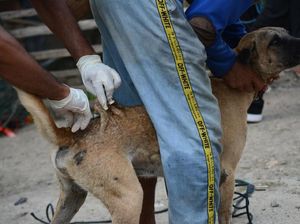 KLB Rabies, 264 Ekor Anjing di Sumbawa NTB Disuntik Mati