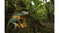 Melihat Katak Jawara Kontes Foto Australia