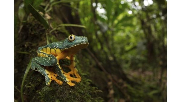 Melihat Katak Jawara Kontes Foto Australia