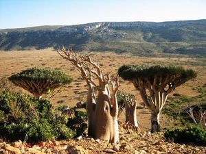 Disebut Markas Dajjal, Pulau Socotra di Yaman Simpan Keindahan Misterius Disebut Markas Dajjal, Pulau Socotra di Yaman Simpan Keindahan Misterius