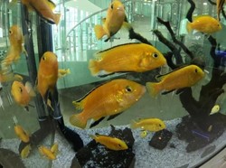 Ada Wisata Edukasi Ikan di Tengah Kota Jakarta