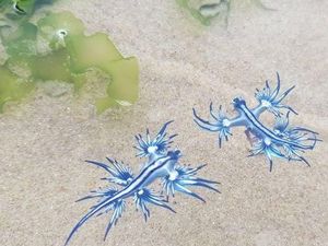 Waspada Sengatan Siput Laut Naga Biru di Pantai Utara New South Wales Waspada Sengatan Siput Laut Naga Biru di Pantai Utara New South Wales