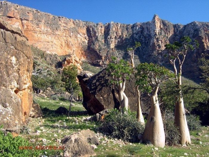 socotra pulau alien