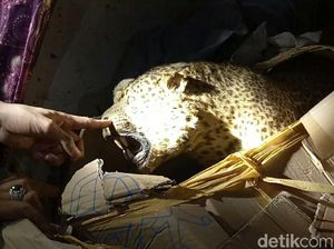 Polisi Gagalkan Pengiriman 3 Satwa Dilindungi yang Sudah Diawetkan