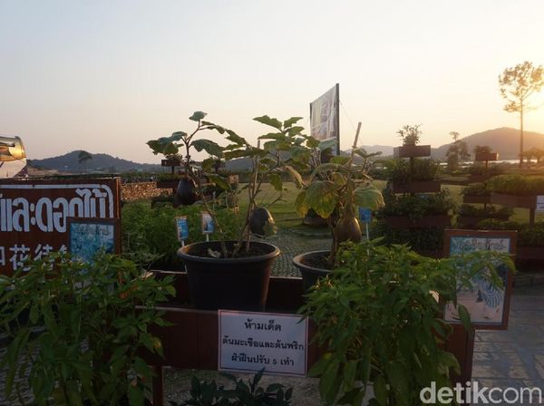 Foto: Menikmati Valentine di Perkebunan Anggur Thailand