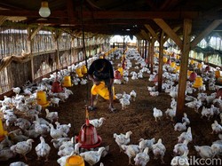 Sebut Ada Kartel Harga Anak Ayam, Peternak Ngaku Rugi Rp 5,4 T!