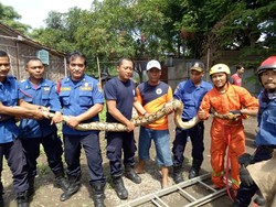 Damkar Evakuasi Sanca 6 Meter di Pohon yang Resahkan Warga Kalideres