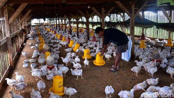 Produksi Ayam Broiler Terus Digenjot