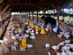 Kementan Tuding Ada Pemain yang Bikin Harga Ayam Anjlok