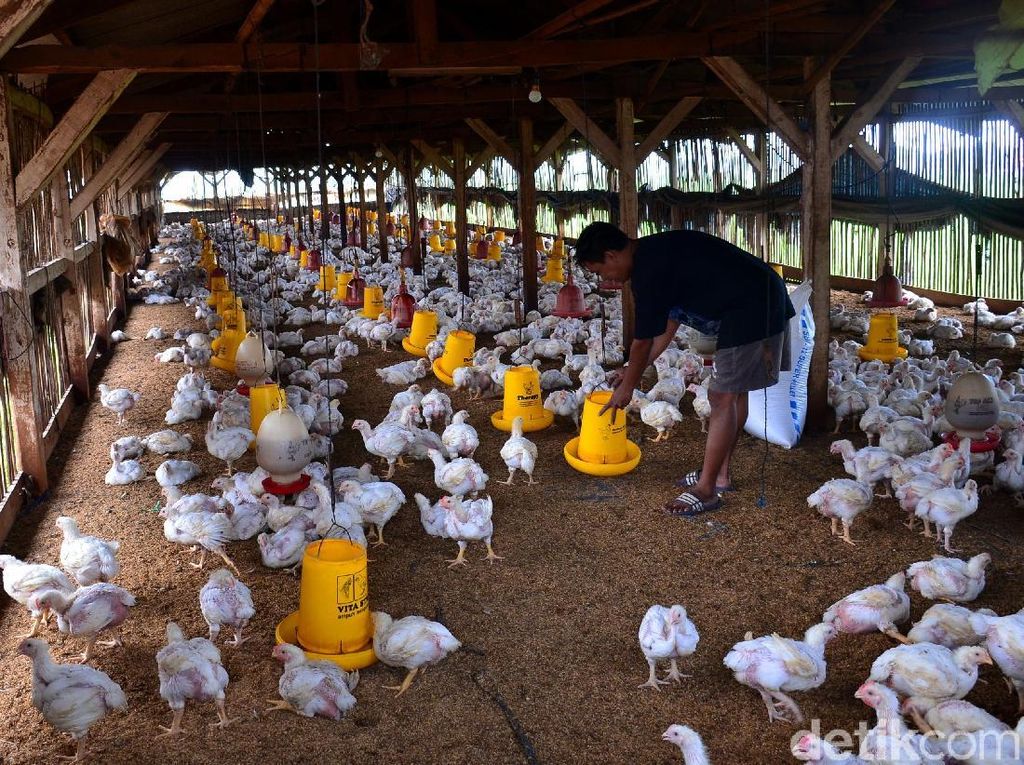 Kementan Tuding Ada Pemain yang Bikin Harga Ayam Anjlok Kementan Tuding Ada Pemain yang Bikin Harga Ayam Anjlok