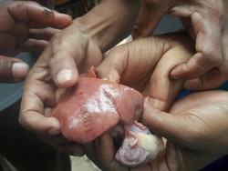 Gereja di Kupang Persilakan Ahli Teliti Hati Ayam Berderet Angka Misterius