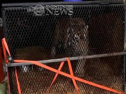 Aneh! Polisi AS Temukan Harimau di Sebuah Rumah Kosong