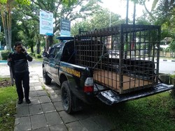 Harimau Masuk ke Permukiman Warga Sijunjung, BKSDA Pasang Perangkap