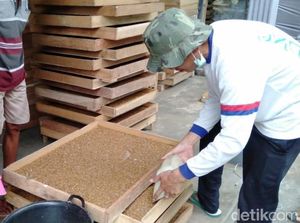 Berhenti Kerja Demi Budidaya Ulat, Omzet Pria Ini Rp 3 Juta/Pekan