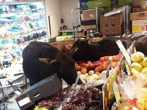 Waduh! Supermarket Ini Dipenuhi Oleh Sapi yang Kelaparan