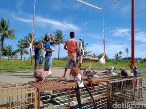 Hobi Merpati di Pangandaran, Raih Prestasi hingga Membeli Mobil Hobi Merpati di Pangandaran, Raih Prestasi hingga Membeli Mobil