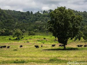 Taman Nasional Alas Purwo Eksotis Banget Ya! Taman Nasional Alas Purwo Eksotis Banget Ya!