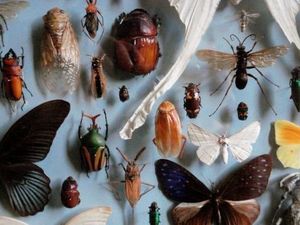 Penurunan Populasi Serangga Dianggap Mengkhawatirkan